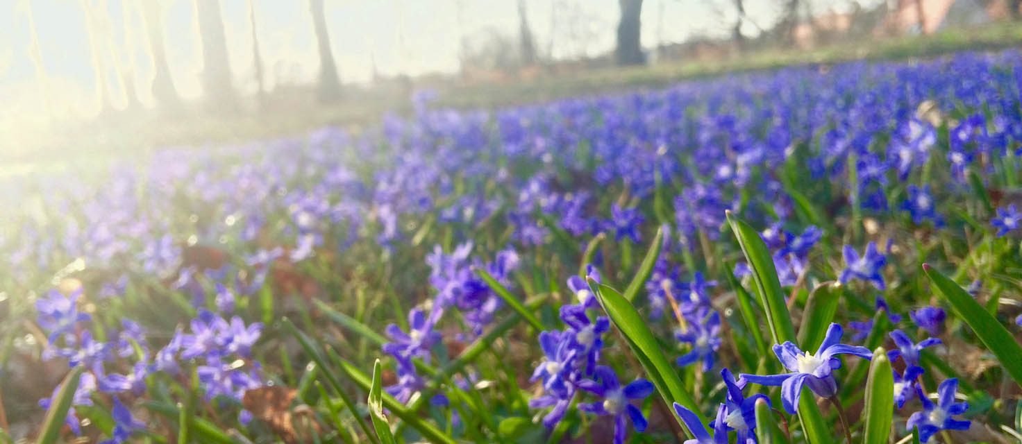 Frühlings­spazier­gänge in die Augs­burger Natur