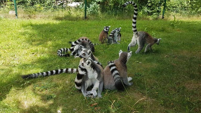 Zoo Lemuren im Zoo